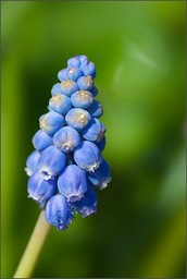 Images florales 2009-2010-2011-2012-2013
