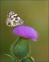 _DSC3016 copie