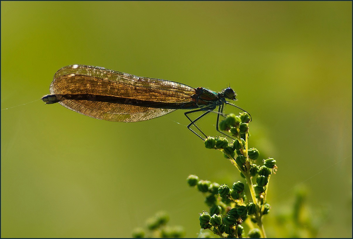 _DSC3109 copie
