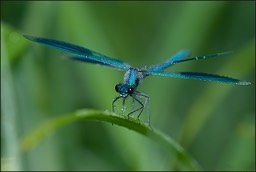  DSC5110