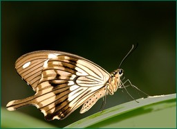 Brun papillon...