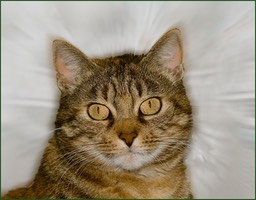 Notre Happy si bien nommée, un bout de mon cœur est parti avec toi
