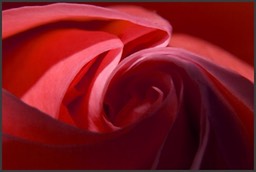 Composition autour d'une rose