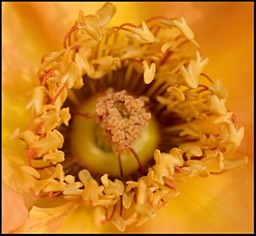 Un coeur d'or