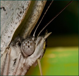 A l'oeil