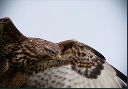 Et une vue de la tête de la belle
