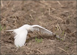Un ange blanc-faucon crécerelle leucique