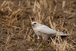 La dégustation très classe de ce malheureux insecte