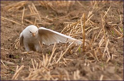 En position de chasse aux coléoptères