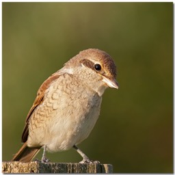 Junior très curieux
