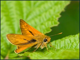 Au vert ou à l'orange?