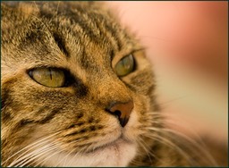 Portrait de Happy, notre princesse qui nous a quittés en ce début de mars 2012, trop vite, un grand trou dans mon coeur, ma compagne des jours difficiles n'est plus.