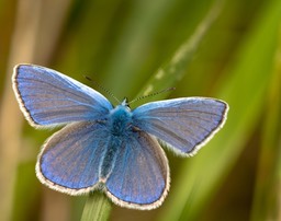 Images d'insectes 2008-2009-2010-2011-2012-2013