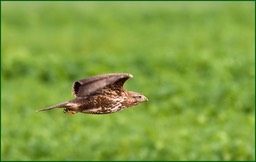 Un peu de vol en chasse-1