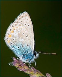 Azuré en vert II