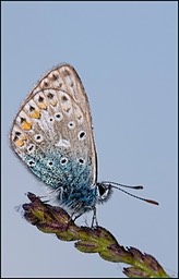 Azuré en bleu II