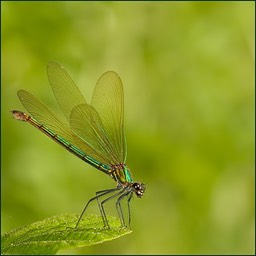 Avec un petit effet d'ailes