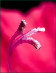 Macro