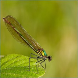 Madame caloptéryx