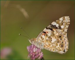 Encore un peu de nectar?