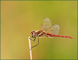 La belle rouge encore...