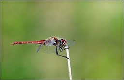 Rouge et belle