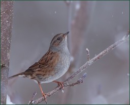 Un discret petit élégant qui regarde la neige ?