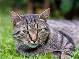 Le Chat-telain d'Estavayer