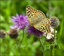 Papillon ou fleur ?