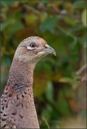 Aussi en portrait