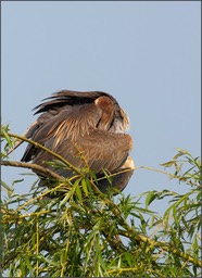 Héron pourpré - Ardea purpurea - Purple Heron