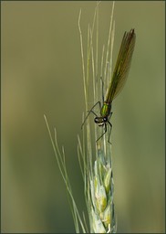 Fâchée !