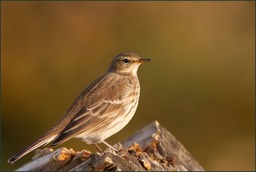 Le Pipit d'Europe