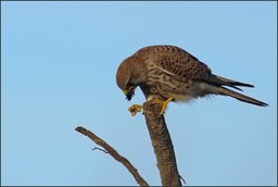 L'heure du repas(faucon crécerelle femelle)