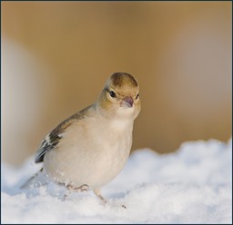 Et Madame a froid aux pattes