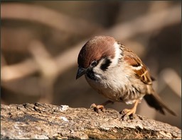 C'est pas un caca d'oiseau là ?