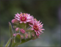 Sempervivens en fleurs