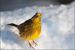 Dans le jaune(le chant du bruant mâle)