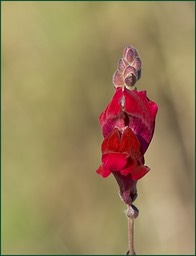 Rouge velours