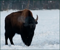 Comme un air de Grand Nord