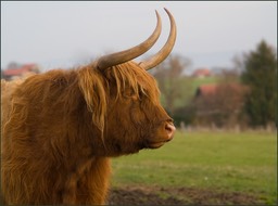 Une habitante de la région