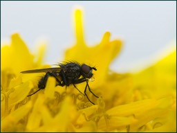 Jaune qui bulle-2