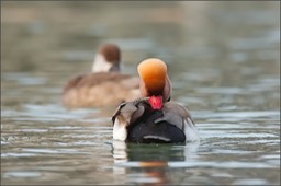 Monsieur et Madame