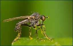 Bzzzzzz.....