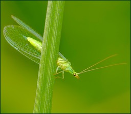 Verte de rage