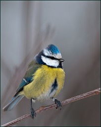 Autour de la petite bleue