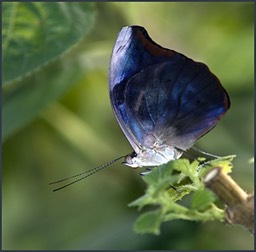 Bleu royal