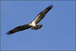 En chasse