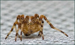 Une compagne pour cet hiver