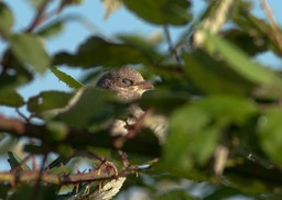 Bébé dort encore